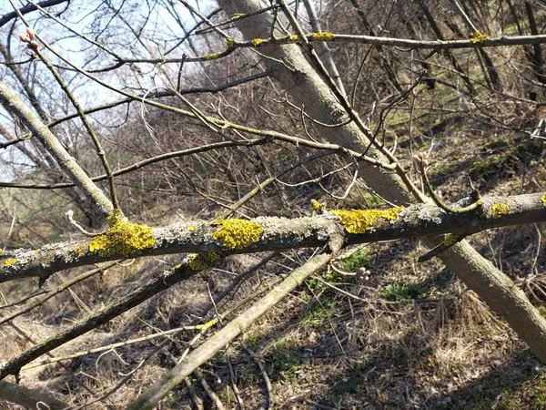 İlkbahar. Orman kuşağının dalları rüzgarla kırılmış, dallarda yosun var..