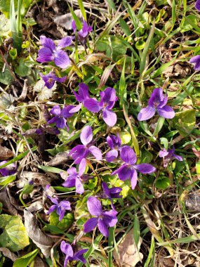 Bahçede mor bahar çiçekleri