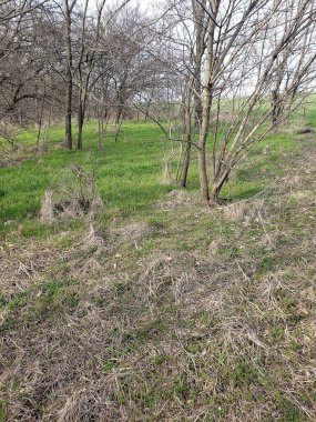 Yeşil ve beyaz çimen tarlası