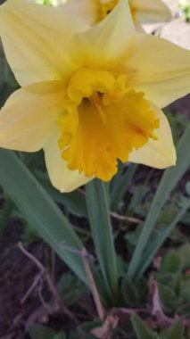 Bir solucan bahçedeki bahar kokusunu alır.