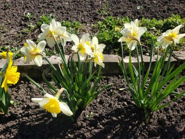 Güzel bahar çiçekleri nergisler bahçede