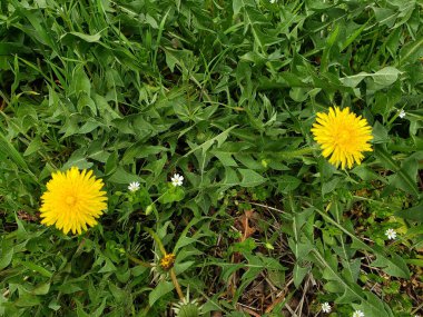 Baharda bir çayırda sarı karahindibalar