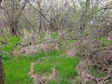Bahar ormanlarındaki ağaçlar, kuru otlar ve ölü odunlar, bitki örtüsü ve çevreyle yeşillik.