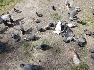 Yerde bir güvercin sürüsü