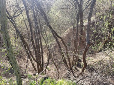 Derin bir vadide ağaçlar