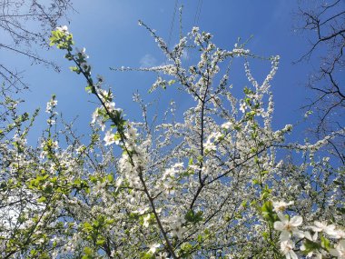 Bahçedeki çiçek açan ağaç mavi gökyüzüne karşı