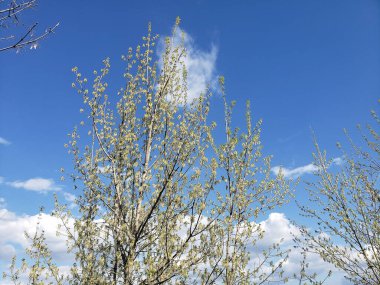 Bahçedeki çiçek açan ağaç mavi gökyüzüne karşı