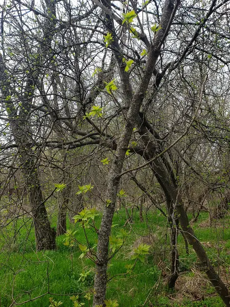 Bahar ormanlarındaki ağaçlar, kuru otlar ve ölü odunlar, bitki örtüsü ve çevreyle yeşillik.