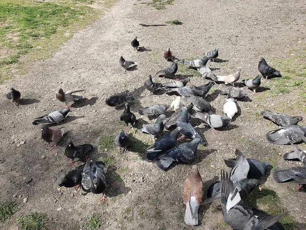 a flock of pigeons on the ground
