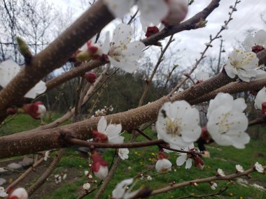 Bahçede kayısı ağacı çiçek açan