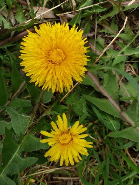 Çimlerde karahindiba