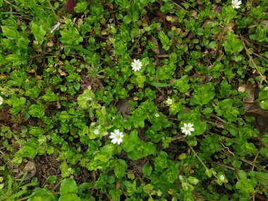 Bahçedeki güzel çiçekler