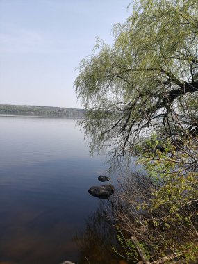 ağaçları ile güzel nehir