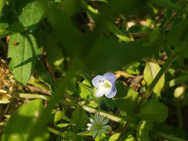 Küçük mavi çiçekler sayısız otlar arasında çiçek açtı.