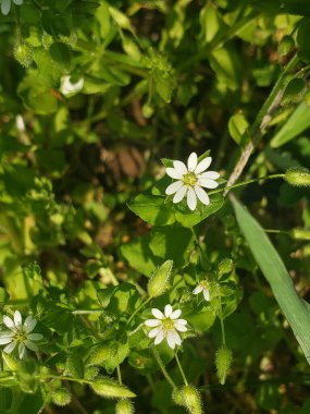 Yeşil çimenlerin arasında açan küçük güzel çiçekler.