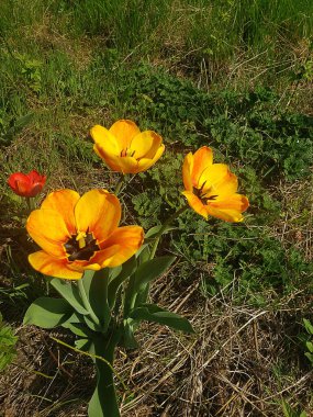 turuncu ve sarı laleler yeşil çimenler ve güneş