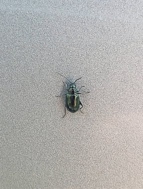 kapalı - böcek, seçici odak