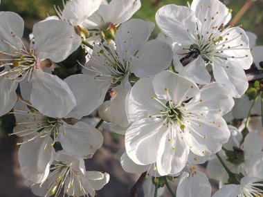 Bahçede güzel bahar çiçekleri