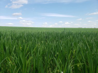 Bulutlu mavi gökyüzünün arka planında, filizlenmiş ve yeşil bitkilerle dolu bir tarlada