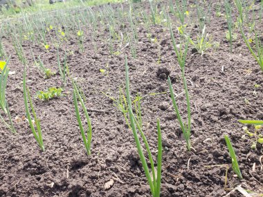 Bahçede genç soğan