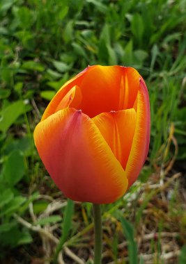 Bahçede yeşilliklerin arasında turuncu-sarı lale