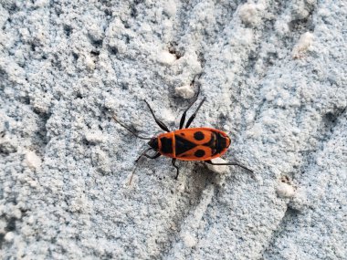 Işık yüzeyindeki kırmızı böcek.