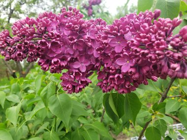 İlkbahar. Bahçede leylak çiçek açtı.