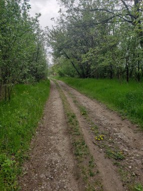 Ormanda ilkbahar. Ağaçlarla ve çiçeklerle dolu bir yol.