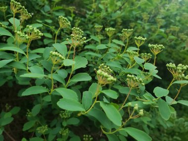 Çalının yeşil yaprakları arasında çiçek tomurcukları