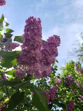 İlkbahar. Bahçede mavi gökyüzüne karşı leylak çiçek açtı.