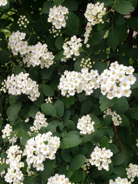 Bir bahar günü çalılar güzel beyaz çiçeklerle çiçek açtı..