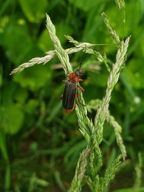 Bir bitkinin yeşil yaprağında kırmızı böcek.