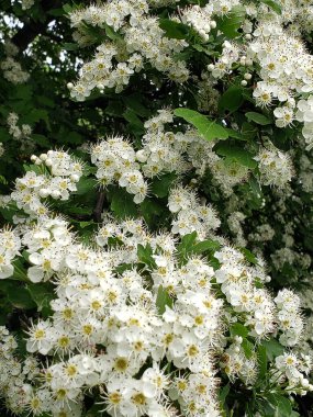 Yeşil bitkilerin arasındaki bir ağaçta güzel çiçekler açtı.