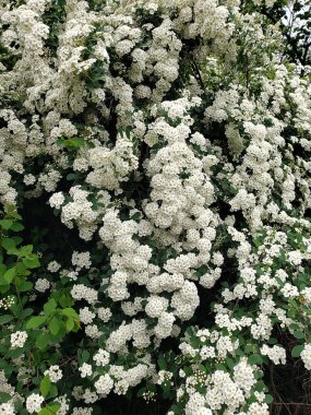 Yeşil bitki örtüsü arasında büyük bir çalıda güzel çiçekler açtı.