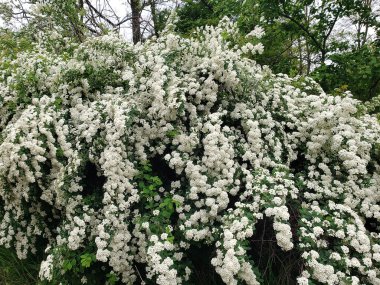 Yeşil bitki örtüsü arasında büyük bir çalıda güzel çiçekler açtı.