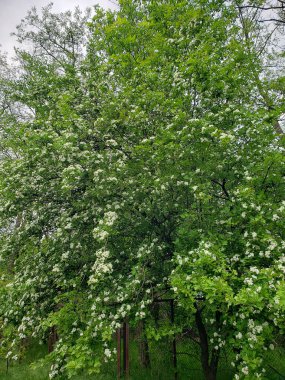 Baharda yeşil ağaç