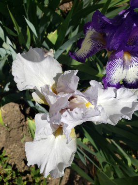 Bahçedeki beyaz süsen çiçekleri