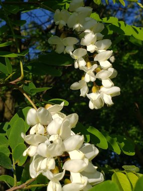 Beyaz akasya çiçekleri yeşil yapraklı bir arka planda çiçek açtı
