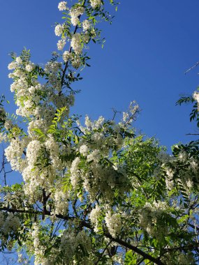 Mavi gökyüzüne karşı açmakta olan beyaz bir akasya ağacının bahar çekimi.
