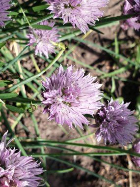 Mor soğan çiçekleri bahçenin yeşillikleri arasında yetişir..