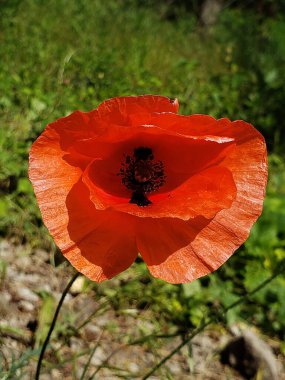 Bahçedeki kırmızı gelincik çiçeğinin yakın plan görüntüsü yeşil bitki örtüsüne karşı.