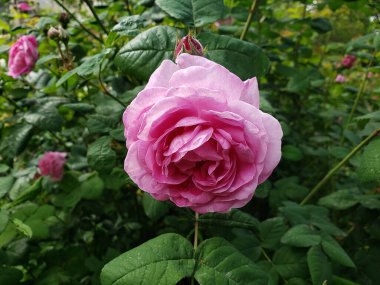 Yeşil yapraklı pembe güller. Yaklaş.