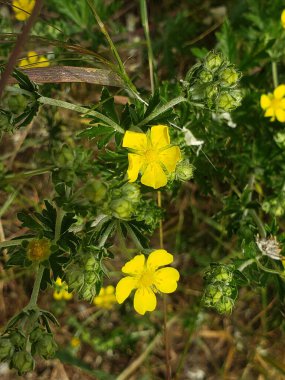 Sarı çiçekler yeşil bitkilerin arasında çiçek açtı.