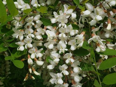 Güneşli bir bahar gününde parkta yetişen güzel akasya çiçekleri.