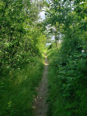Yeşil bitki örtüsünün arasındaki orman kuşağında yol