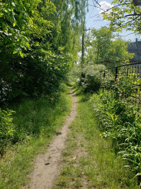 Kırsalda bir orman kuşağında yol