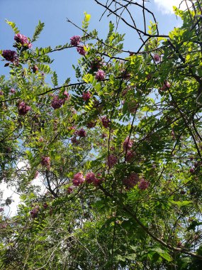 Bir akasya ağacının dallarında (Robinia bristulosa) koyu pembe çiçek kümeleri vardır.