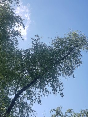 Gökyüzünde yeşil yaprakları olan büyük bir ağaç.