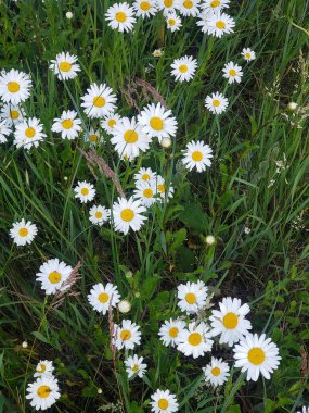 Yeşil çimenler arasında beyaz papatyaların yakın çekimi