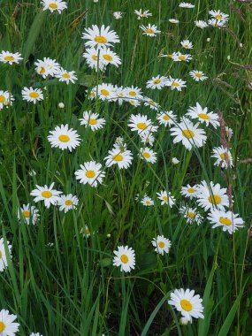 Yeşil çimenler arasında beyaz papatyaların yakın çekimi